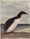 [Gutenberg 47649] • Birds Illustrated by Color Photography, Vol. 3, No. 6, June 1898